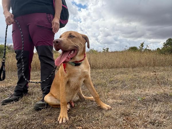 Tai, cucciolone mix pitbull 7 mesi Foto 3